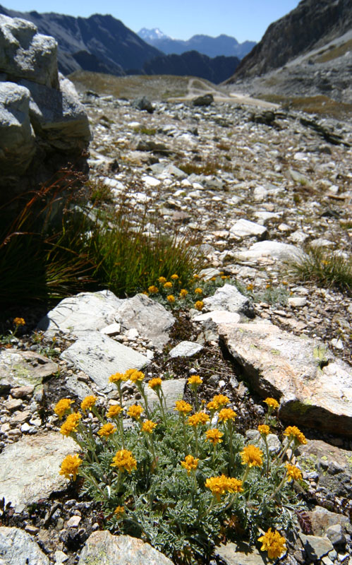 Jacobaea incana (=Senecio incanus)